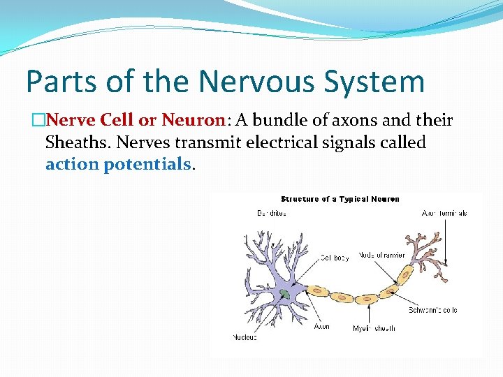 Parts of the Nervous System �Nerve Cell or Neuron: A bundle of axons and