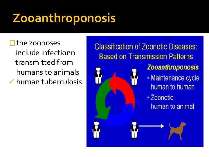Zooanthroponosis � the zoonoses include infectionn transmitted from humans to animals ü human tuberculosis