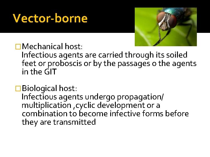Vector-borne �Mechanical host: Infectious agents are carried through its soiled feet or proboscis or