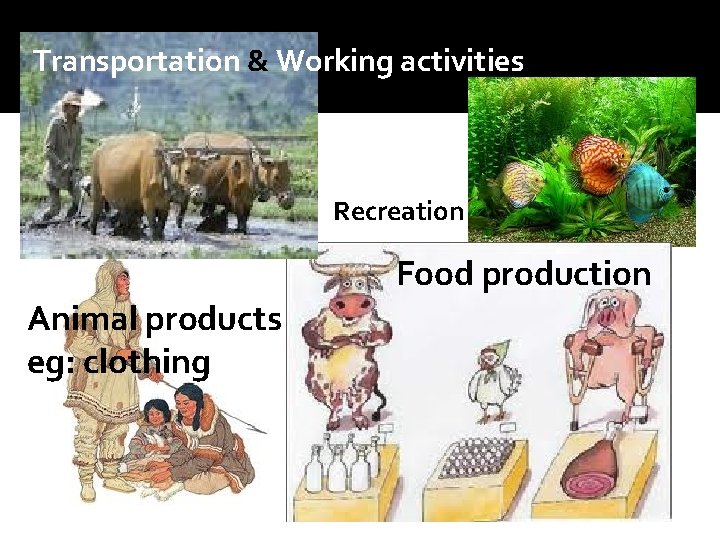 Transportation & Working activities Recreation Food production Animal products eg: clothing 