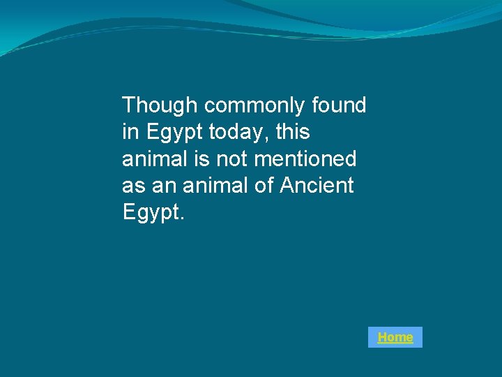 Though commonly found in Egypt today, this animal is not mentioned as an animal