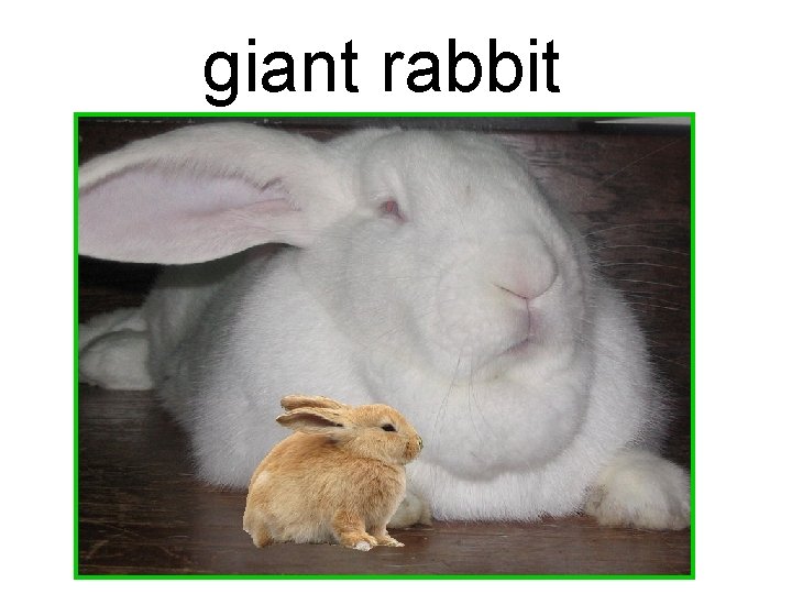 giant rabbit 