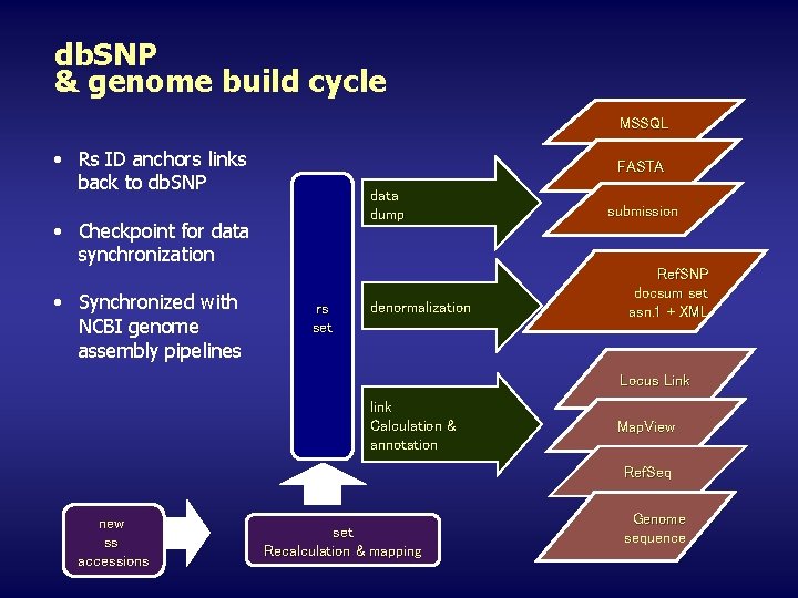 db. SNP & genome build cycle MSSQL • Rs ID anchors links back to