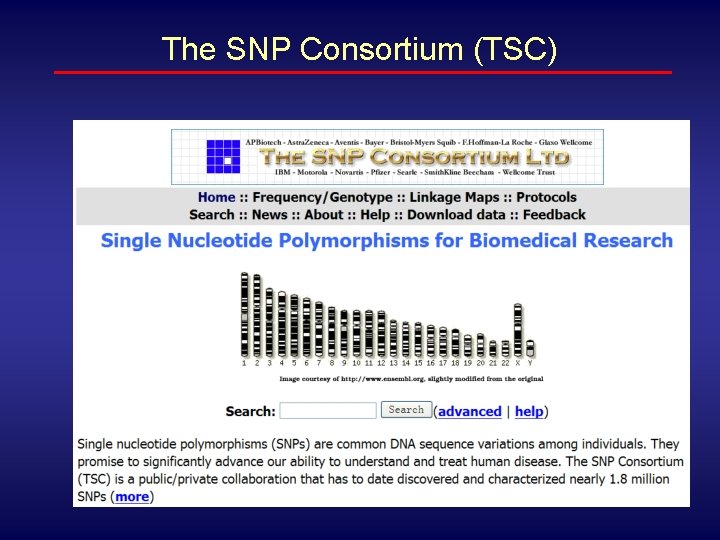 The SNP Consortium (TSC) 