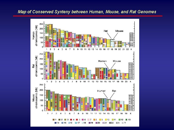 Map of Conserved Synteny between Human, Mouse, and Rat Genomes 