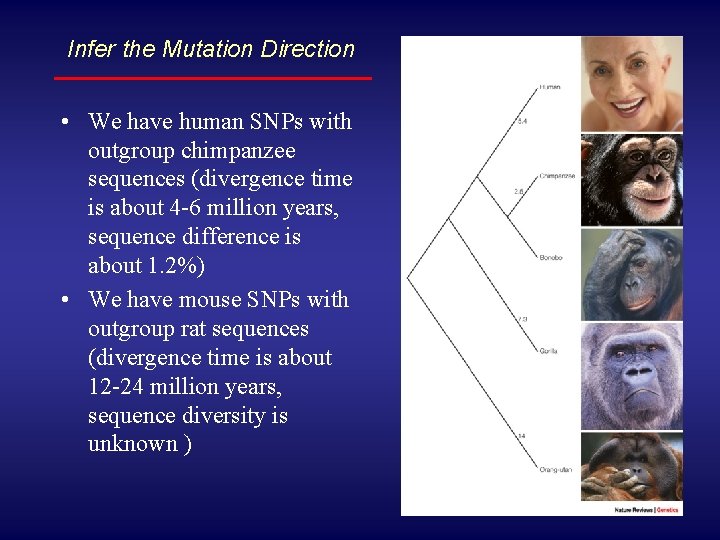Infer the Mutation Direction • We have human SNPs with outgroup chimpanzee sequences (divergence