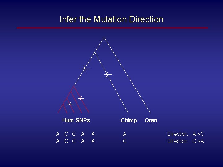Infer the Mutation Direction Hum SNPs A A C C A A Chimp A