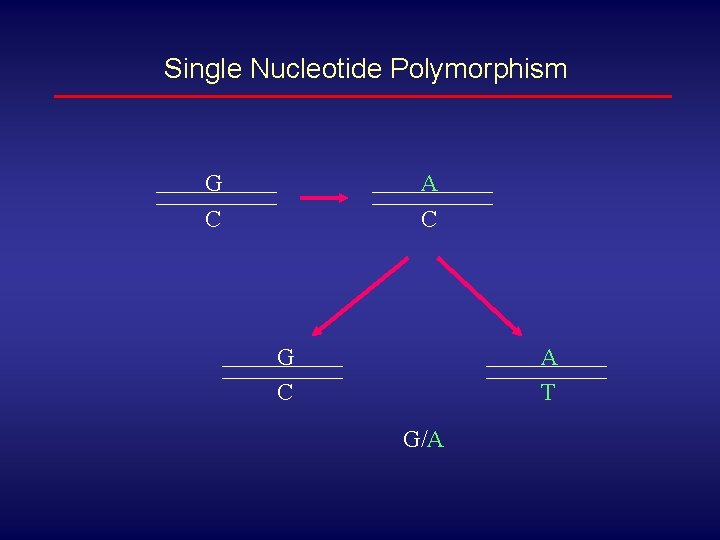 Single Nucleotide Polymorphism G A C C G C A T G/A 