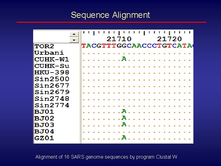Sequence Alignment of 16 SARS genome sequences by program Clustal W 