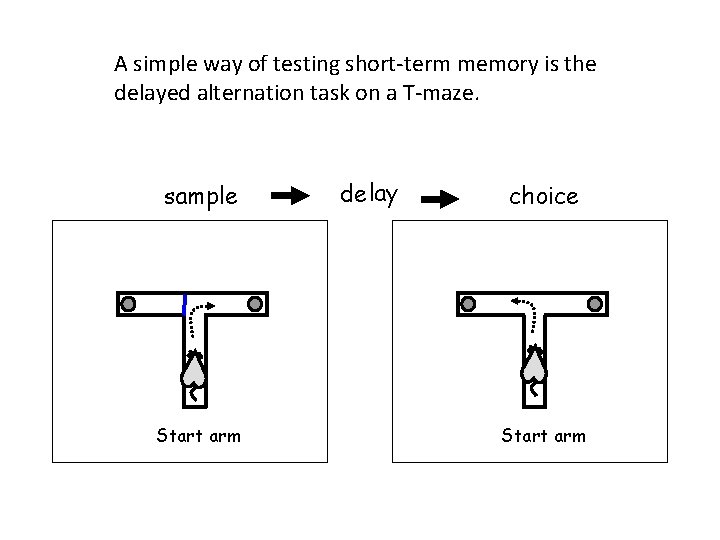 A simple way of testing short-term memory is the delayed alternation task on a