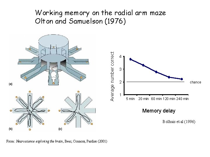 Average number correct Working memory on the radial arm maze Olton and Samuelson (1976)