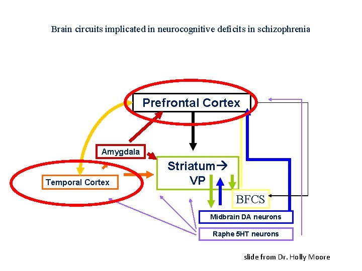 Brain circuits implicated in neurocognitive deficits in schizophrenia Prefrontal Cortex Amygdala Temporal Cortex Striatum