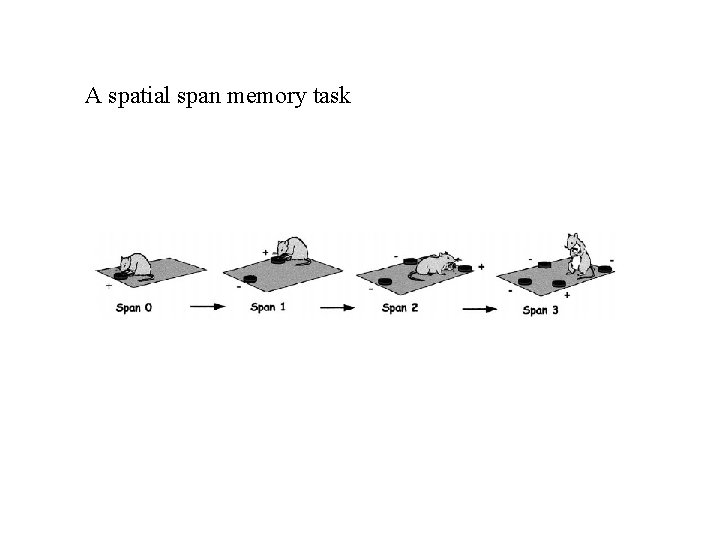 A spatial span memory task 