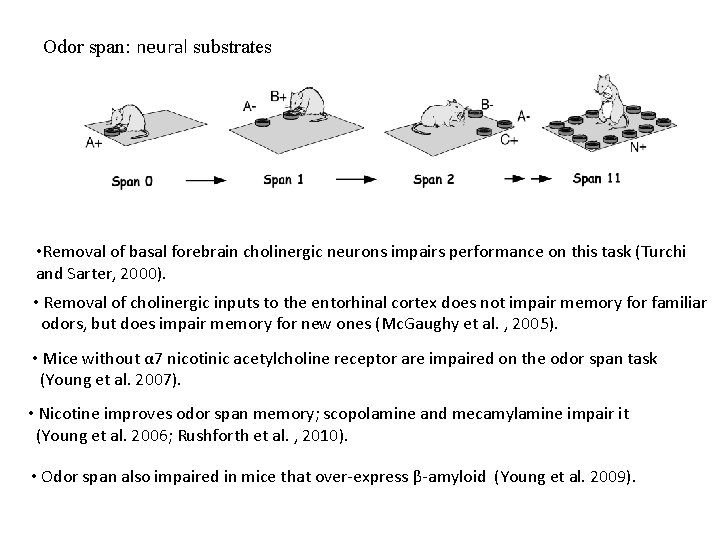 Odor span: neural substrates • Removal of basal forebrain cholinergic neurons impairs performance on