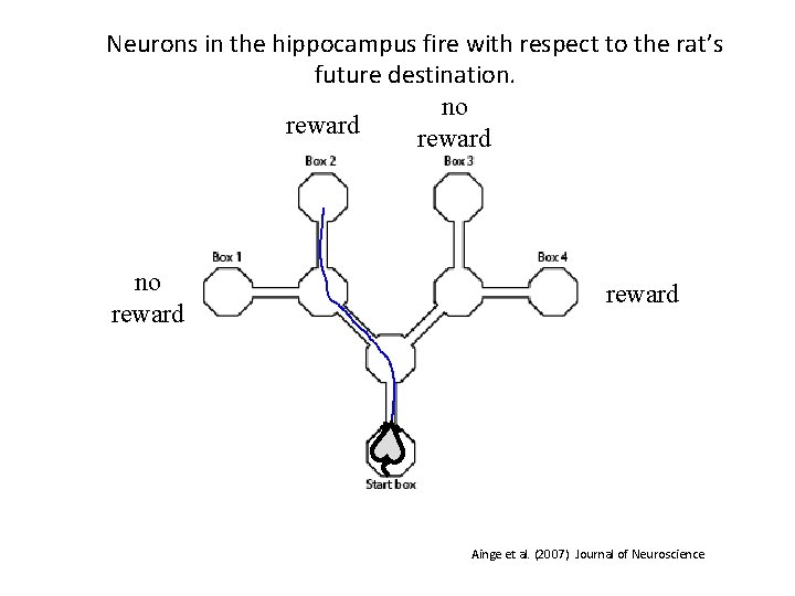 Neurons in the hippocampus fire with respect to the rat’s future destination. no reward