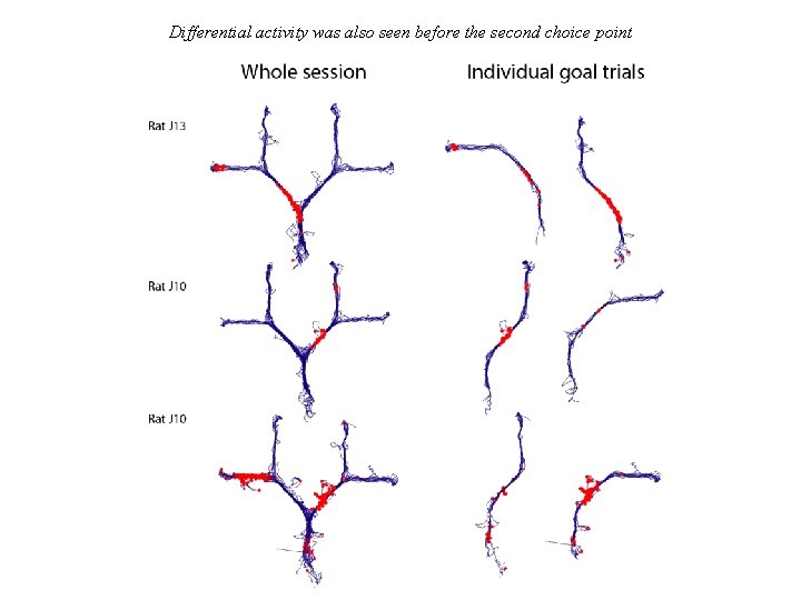 Differential activity was also seen before the second choice point 