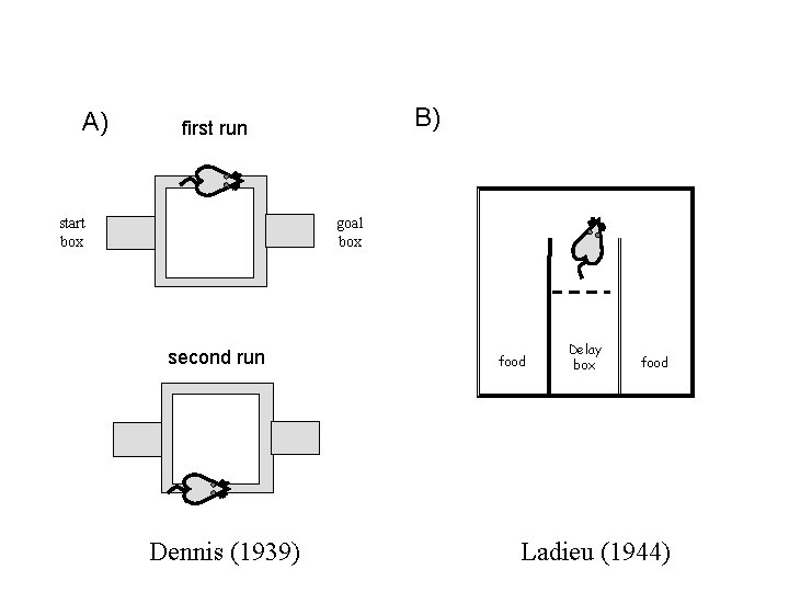 A) B) first run start box goal box second run Dennis (1939) food Delay