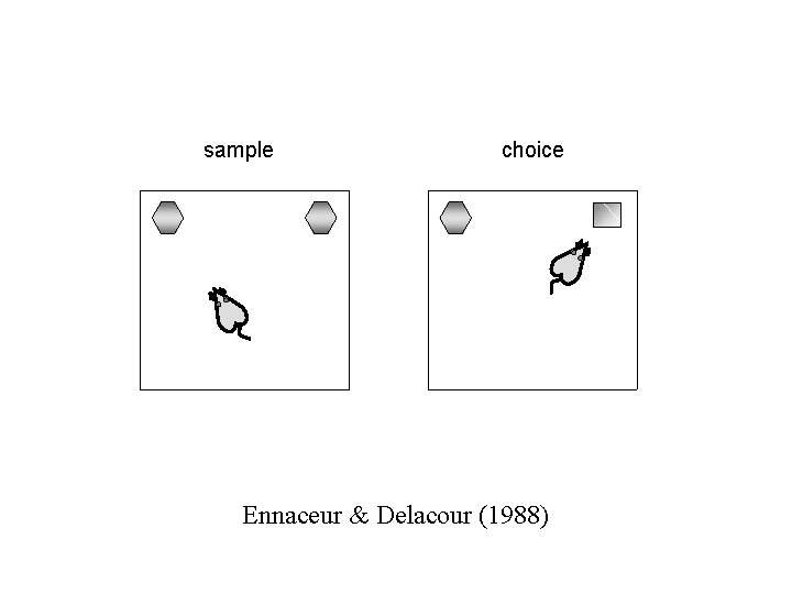 sample choice Ennaceur & Delacour (1988) 