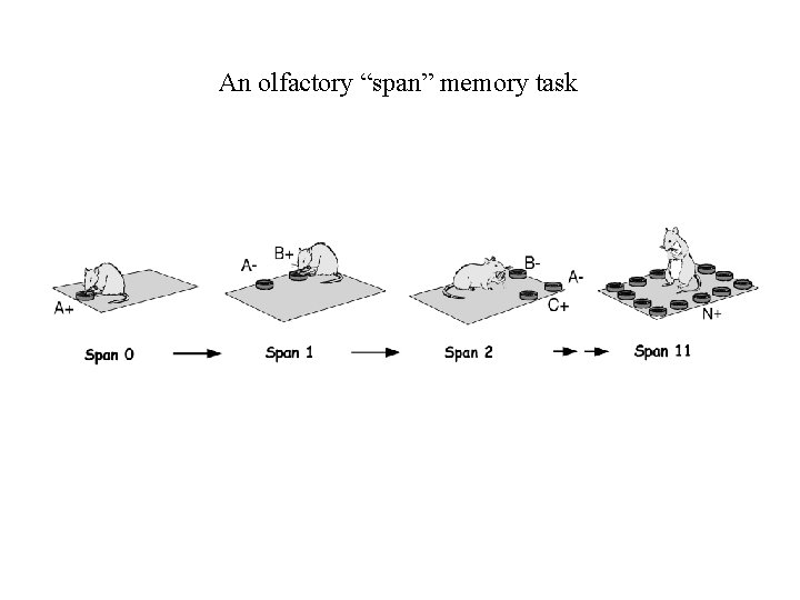 An olfactory “span” memory task 