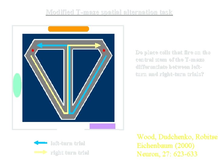 Modified T-maze spatial alternation task Do place cells that fire on the central stem