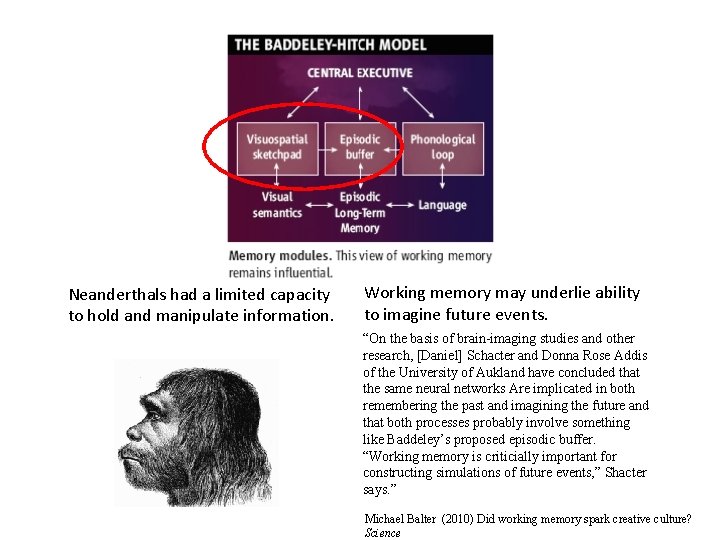 Neanderthals had a limited capacity to hold and manipulate information. Working memory may underlie