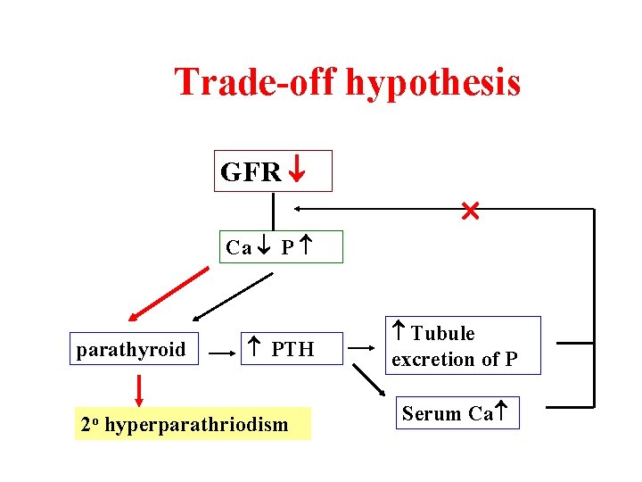 Trade-off hypothesis GFR Ca P parathyroid PTH 2 o hyperparathriodism Tubule excretion of P
