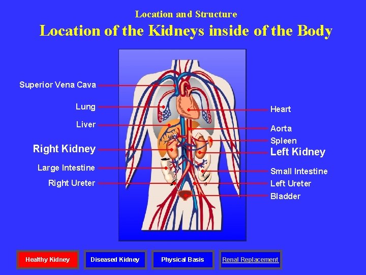 Location and Structure Location of the Kidneys inside of the Body Superior Vena Cava