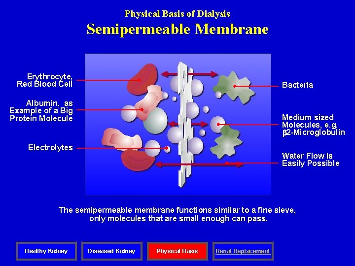 Physical Basis of Dialysis Semipermeable Membrane Erythrocyte, Red Blood Cell Bacteria Albumin, as Example