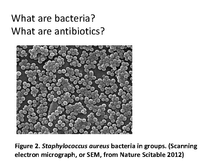 What are bacteria? What are antibiotics? Figure 2. Staphylococcus aureus bacteria in groups. (Scanning