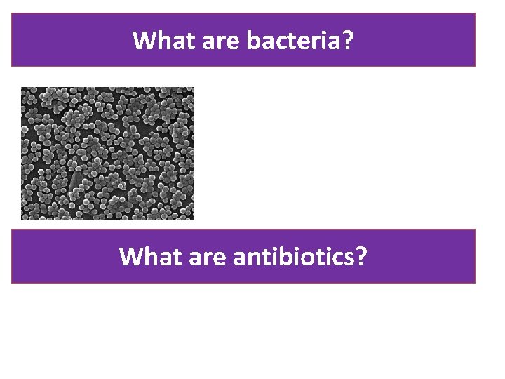 What are bacteria? What are antibiotics? 