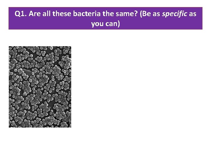 Q 1. Are all these bacteria the same? (Be as specific as you can)