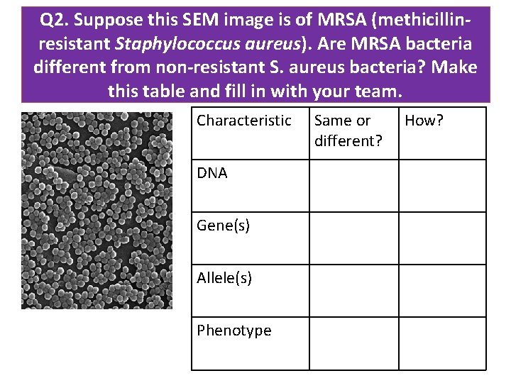 Q 2. Suppose this SEM image is of MRSA (methicillinresistant Staphylococcus aureus). Are MRSA