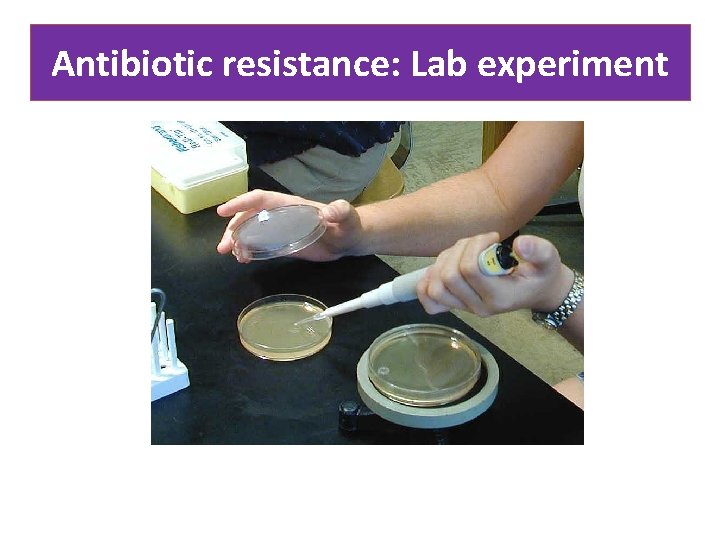 Antibiotic resistance: Lab experiment 