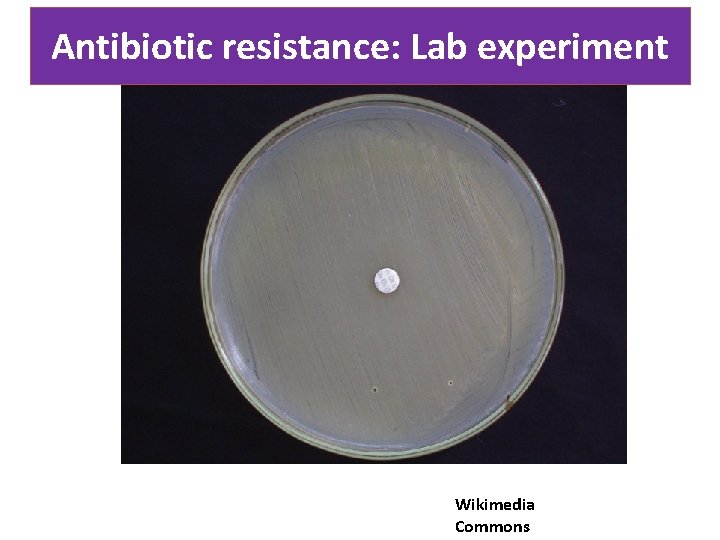 Antibiotic resistance: Lab experiment Wikimedia Commons 