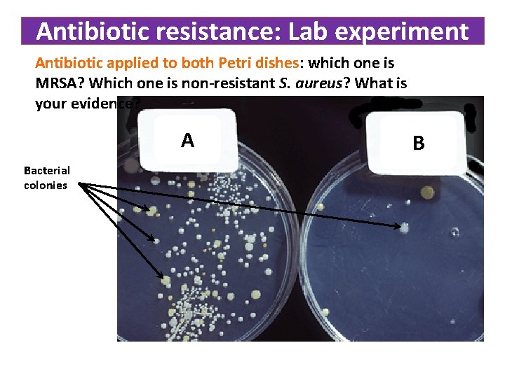 Antibiotic resistance: Lab experiment Antibiotic applied to both Petri dishes: which one is MRSA?