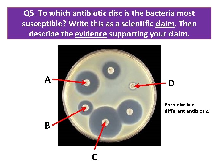 Q 5. To which antibiotic disc is the bacteria most susceptible? Write this as