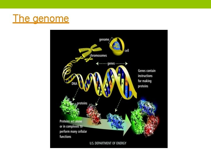 The genome The genome