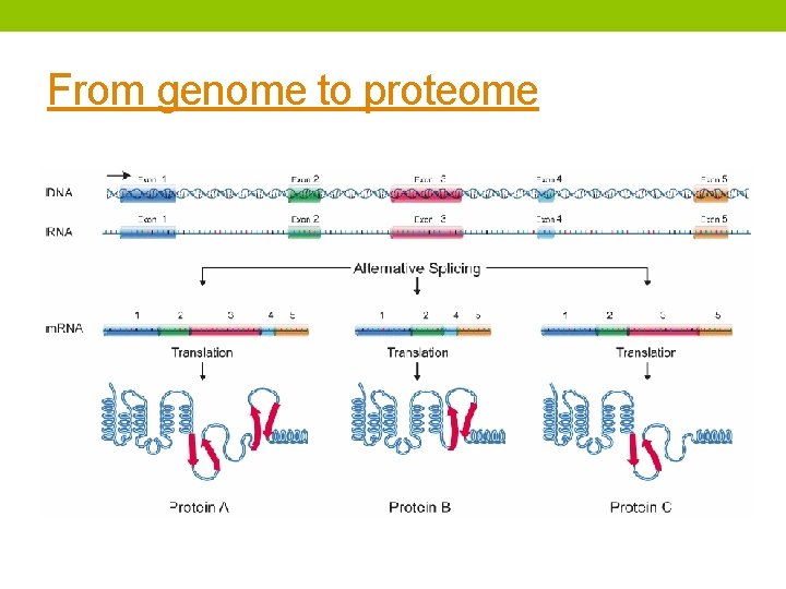 From genome to proteome From genome to proteome