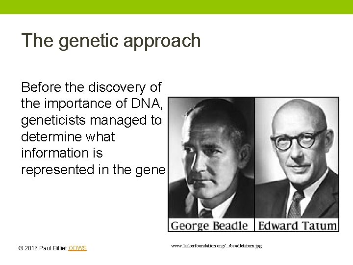 The genetic approach Before the discovery of the importance of DNA, geneticists managed to The genetic approach Before the discovery of the importance of DNA, geneticists managed to