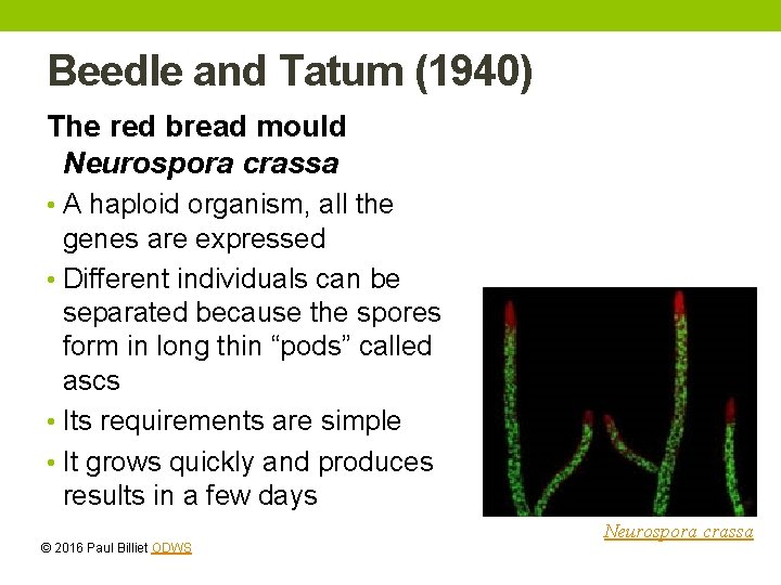 Beedle and Tatum (1940) The red bread mould Neurospora crassa • A haploid organism, Beedle and Tatum (1940) The red bread mould Neurospora crassa • A haploid organism,
