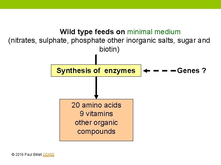 Wild type feeds on minimal medium (nitrates, sulphate, phosphate other inorganic salts, sugar and Wild type feeds on minimal medium (nitrates, sulphate, phosphate other inorganic salts, sugar and