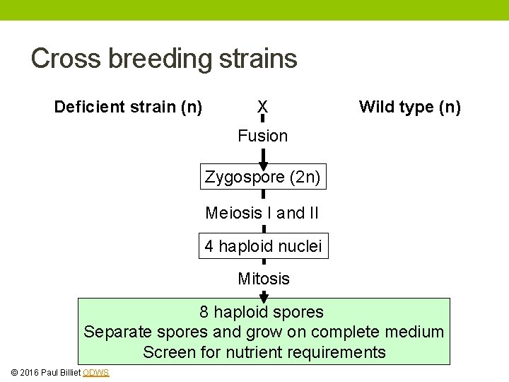 Cross breeding strains Deficient strain (n) X Wild type (n) Fusion Zygospore (2 n) Cross breeding strains Deficient strain (n) X Wild type (n) Fusion Zygospore (2 n)