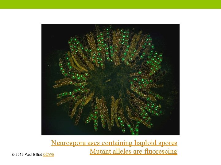 Neurospora ascs containing haploid spores Mutant alleles are fluorescing © 2016 Paul Billiet ODWS Neurospora ascs containing haploid spores Mutant alleles are fluorescing © 2016 Paul Billiet ODWS