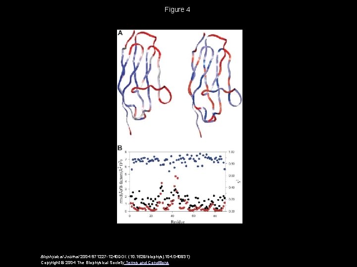 Figure 4 Biophysical Journal 2004 871227 -1240 DOI: (10. 1529/biophysj. 104. 040931) Copyright ©