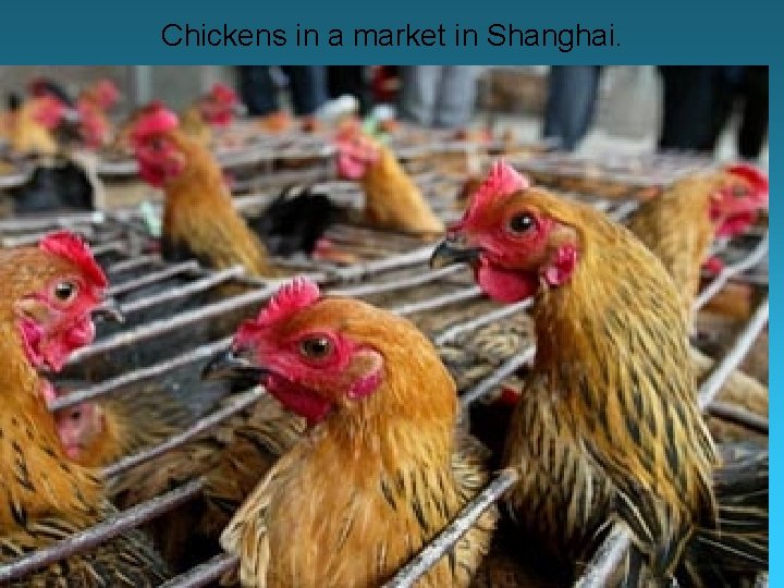 Chickens in a market in Shanghai. 