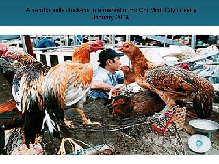 A vendor sells chickens in a market in Ho Chi Minh City in early