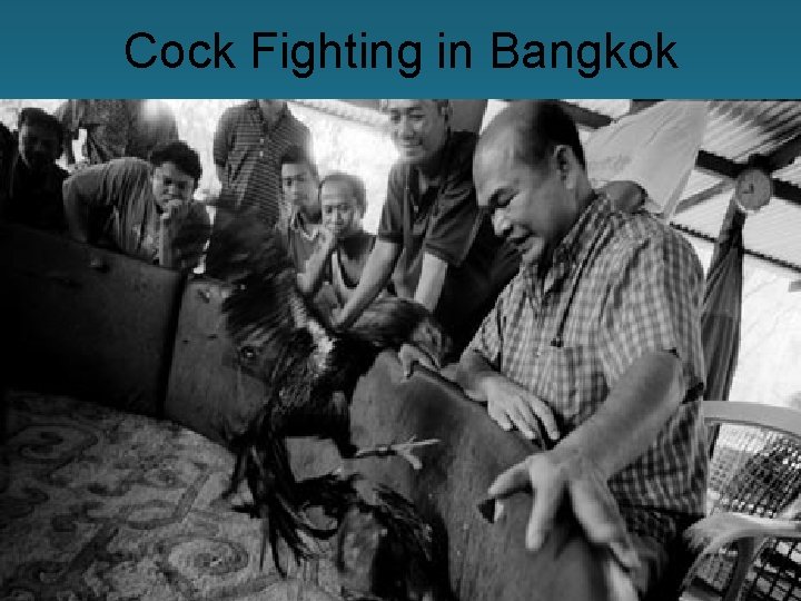 Cock Fighting in Bangkok 