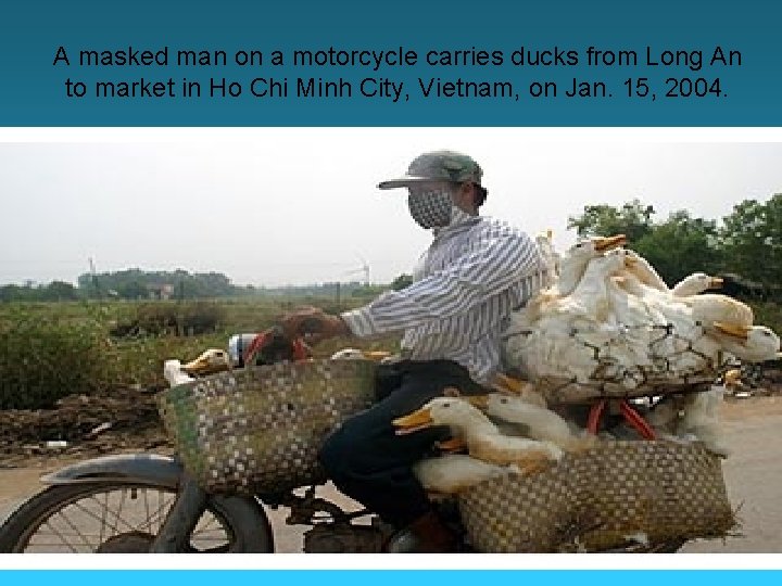 A masked man on a motorcycle carries ducks from Long An to market in