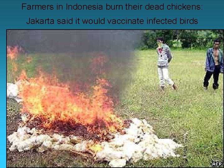 Farmers in Indonesia burn their dead chickens: Jakarta said it would vaccinate infected birds