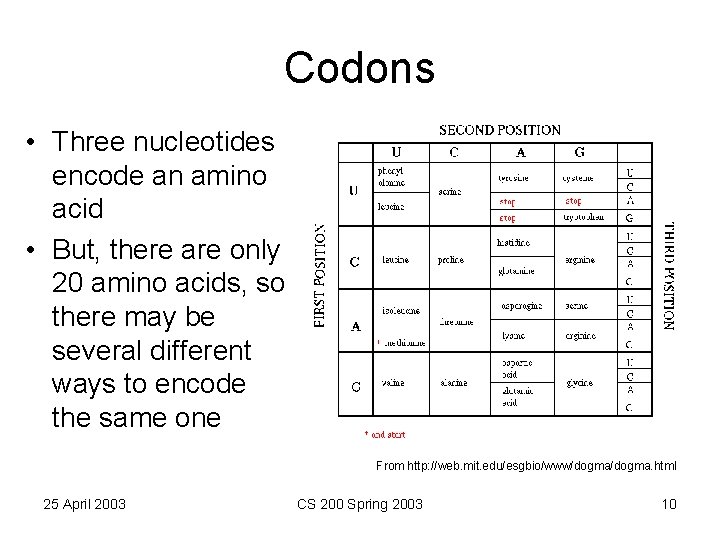 Codons • Three nucleotides encode an amino acid • But, there are only 20